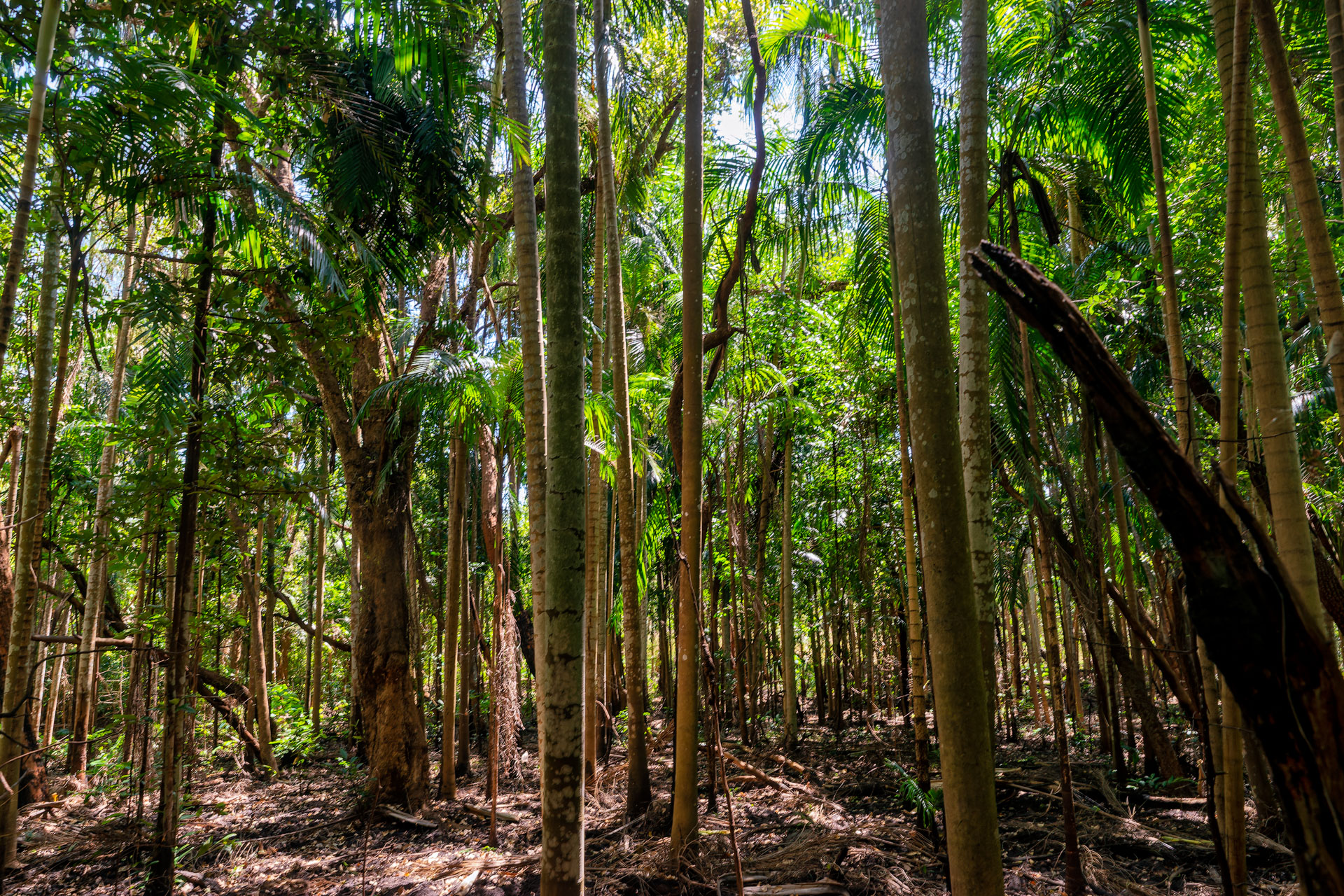 Litchfield National Park - Wangi Wasserfälle